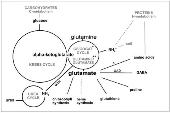 A Comprehensive Guide to Axsome: Unlocking the Potential of Innovative Therapeutics
