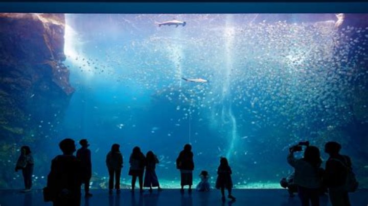 A Deep Dive into Aquarium Co-Op: Your Ultimate Aquatic Community