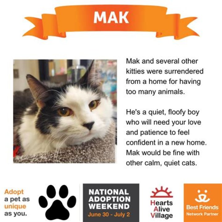 Adoptable Cats at Hearts Alive Village: Finding Your Feline Friend