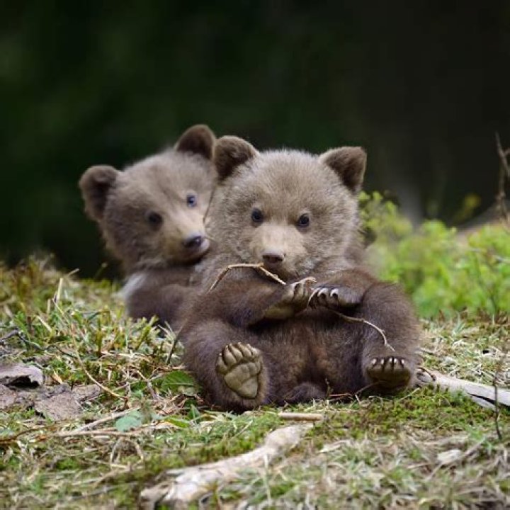Adorable Baby Bears: Cute Bear Cub Photos!