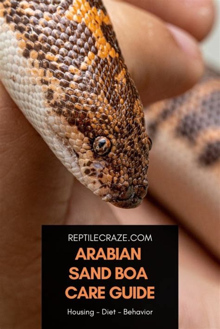 All About the Arabian Sand Boa: A Comprehensive Guide