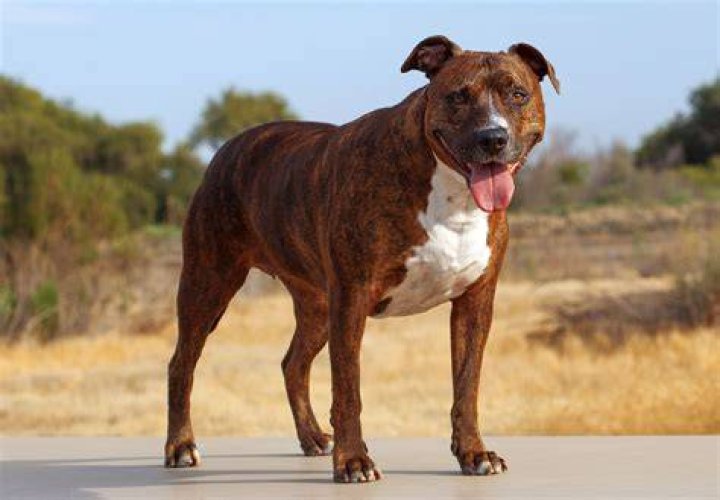Alligator Mouth Pitbull: The Unique Features and Characteristics of This Fascinating Breed