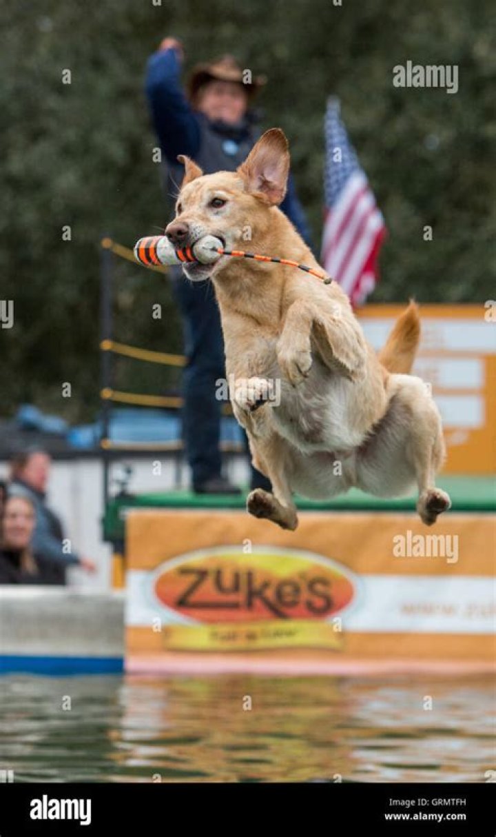 Amazing Dock Dogs! Skills & Training