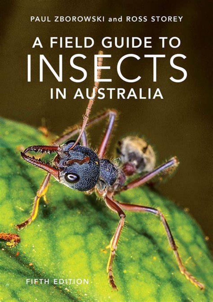 Australia's Terrifying Insects: A Guide to Scary Bugs in Australia
