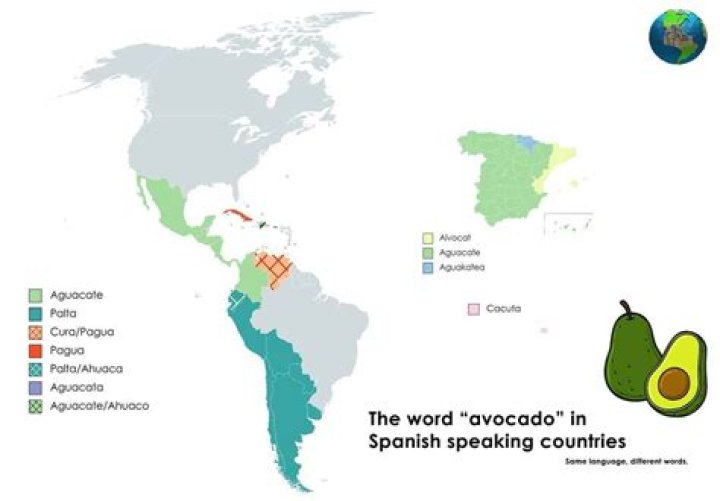 Avocado in Spanish: Understanding the Fruit and Its Cultural Significance