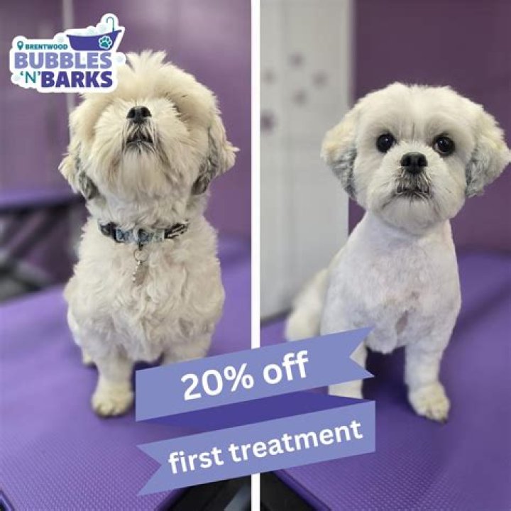 Barks and Bubbles: An Insight into Pet Grooming and Care