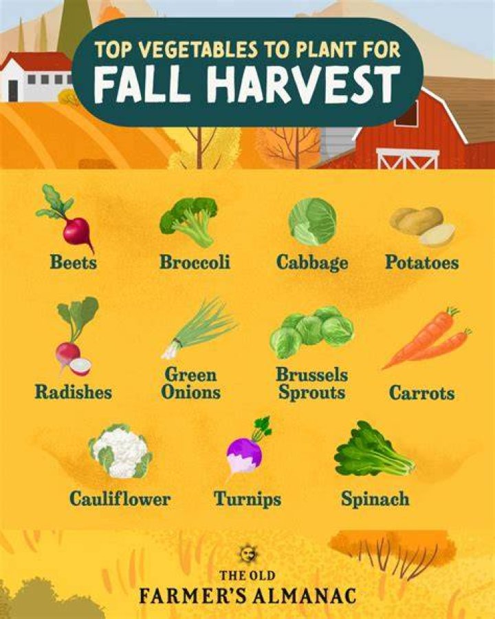 Best Ball Seeds for a Bountiful Harvest