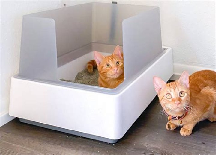 Best Cat Box: The Ultimate Guide to Choosing the Perfect Litter Box for Your Feline Friend