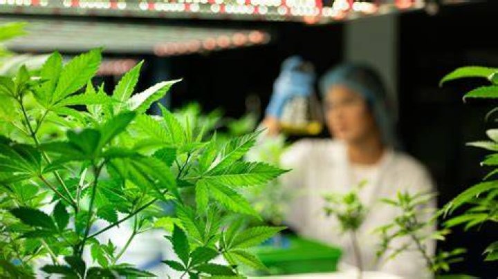 Big Bud Press: Revolutionizing the Cannabis Industry