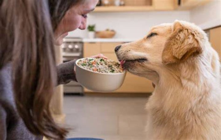 Can Dogs Eat Radishes? A Comprehensive Guide