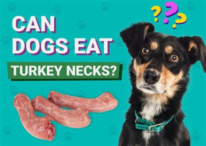 Can Dogs Eat Turkey? Understanding the Risks and Benefits