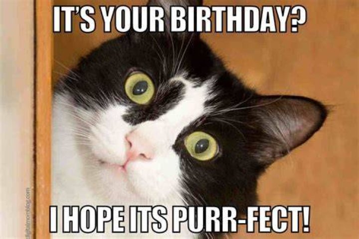 Cat Birthday Memes: The Purr-fect Way to Celebrate Your Feline's Special Day