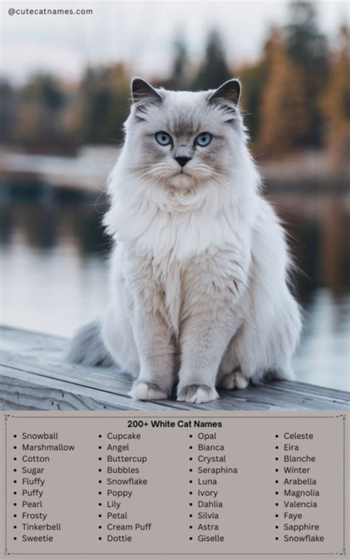 Charming White Cat Names for Your Fluffy Companion