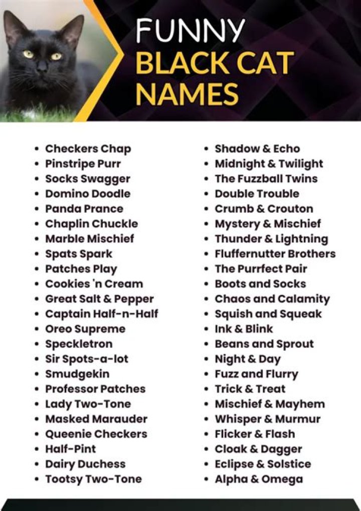 Choosing the Perfect Black Cat Names: An Ultimate Guide