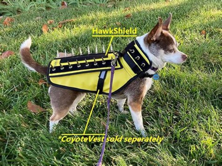 Coyote Vest for Dogs: The Ultimate Protection for Your Beloved Pets