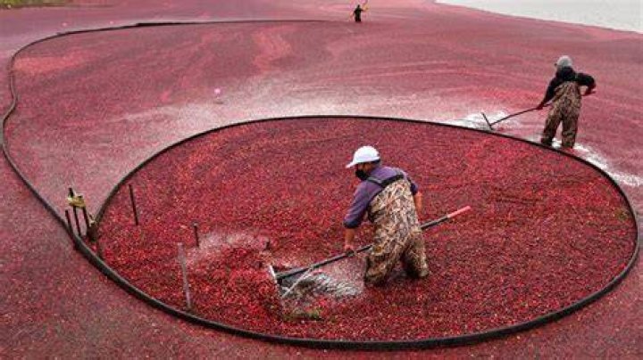 Cranberry Bog Spiders: An In-Depth Look at Their Habitat, Behavior, and Importance