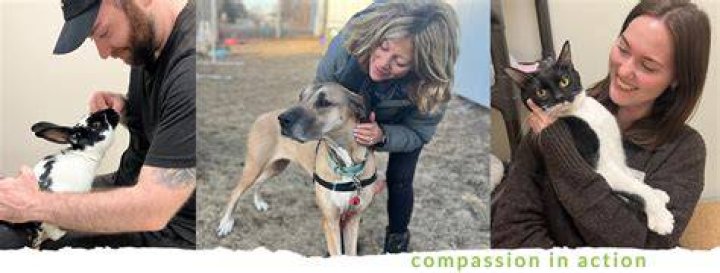 Dane County Humane Society: A Beacon of Hope for Animals