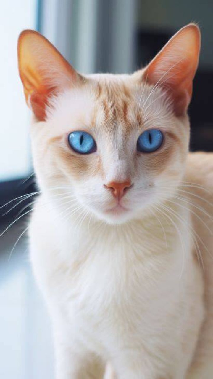Discover the Alluring Range of Siamese Cat Colors