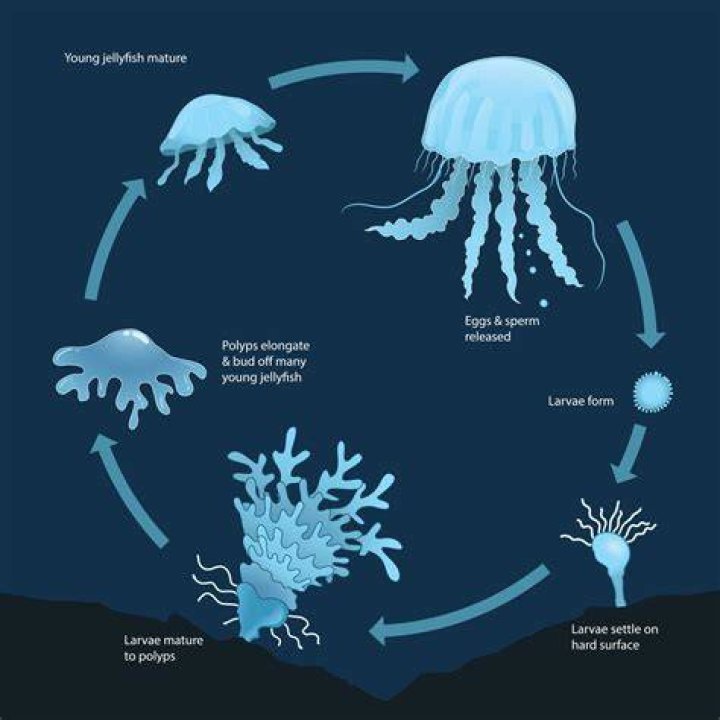 Discovering Atolla Jellyfish: The Mysteries of the Deep Sea