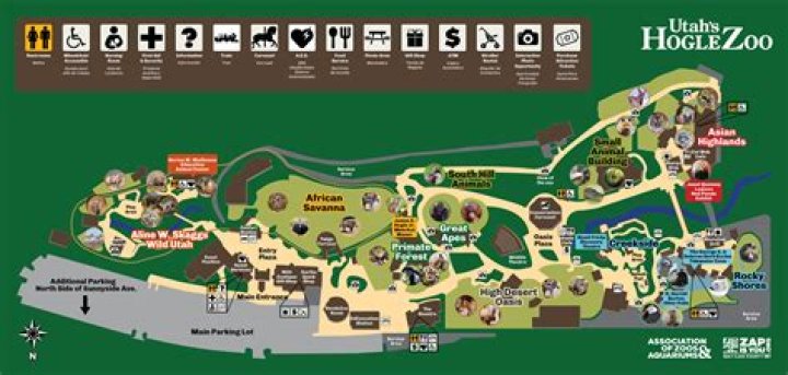 Discovering the Black-footed Cat at Utah Hogle Zoo: An Exploration of Its Habitat, Behavior, and Conservation