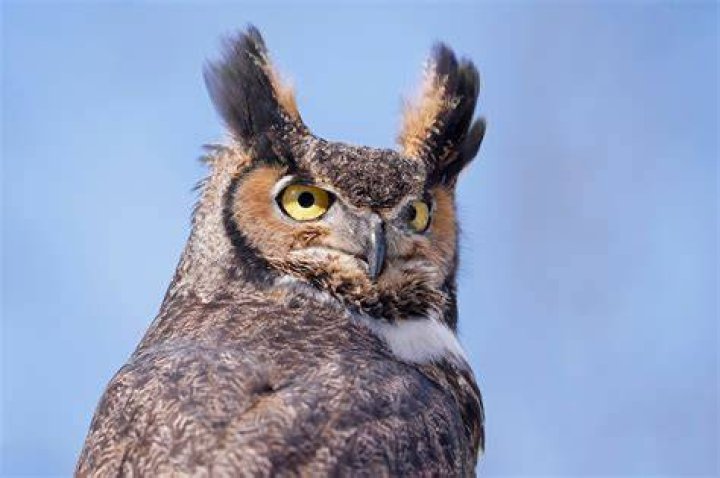 Discovering the Enigmatic Sounds of the Great-Horned Owl