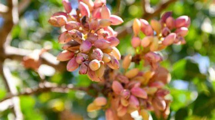 Discovering the Marvels of the Pistachio Tree