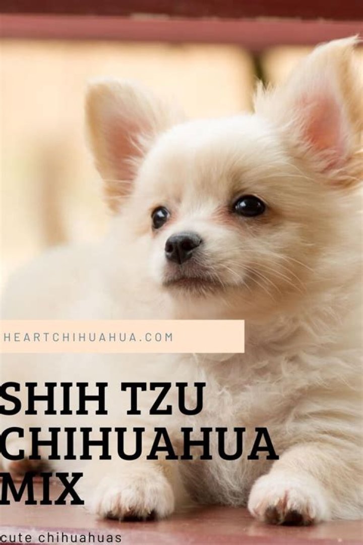 Discovering the Unique Charm of the Shih Tzu Chihuahua Mix