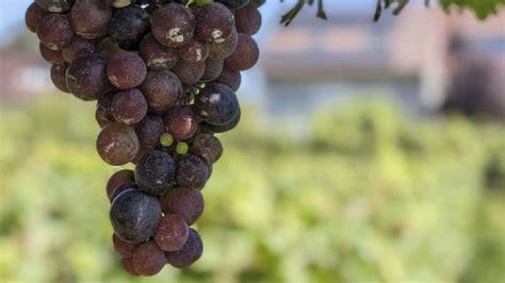 Discovering the Unique World of Chico Bean