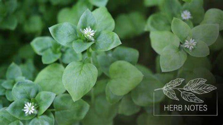 Discovering the Whimsical World of 9 Chickweed Lane