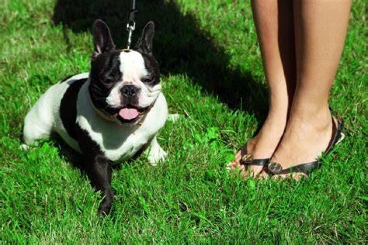 Discovering Your Perfect Companion: French Bulldog Near Me