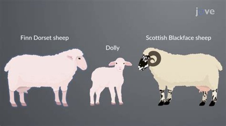 Dolly Age: Understanding the Impact of Dolly the Sheep on Science and Society