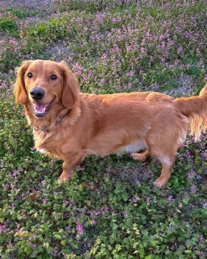 Dotson-Golden Retriever Mix: The Perfect Blend of Two Beloved Breeds