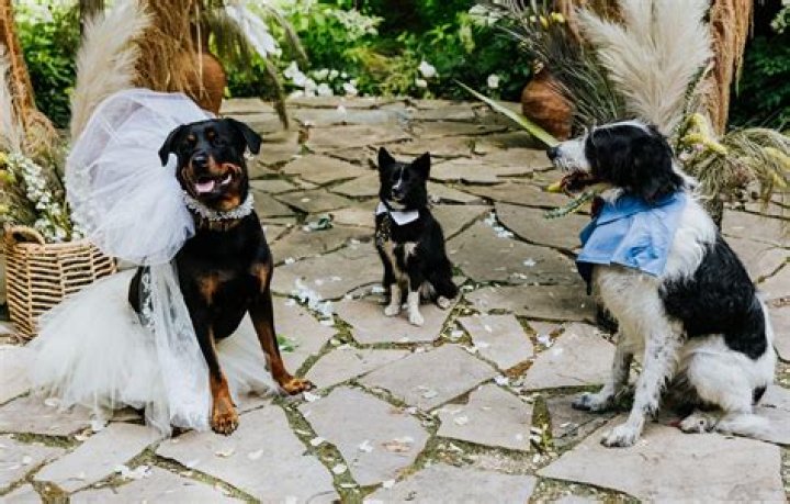 Dreamy Wedding: Jesse Metcalfe and his Beautiful Bride Tie the Knot