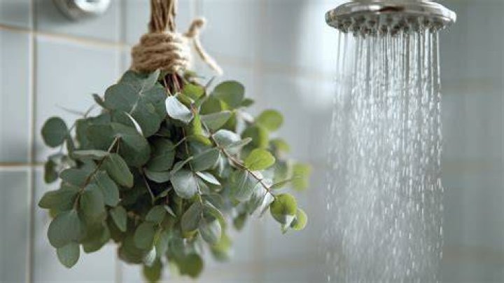 Eucalyptus in Shower: The Benefits and How to Use It