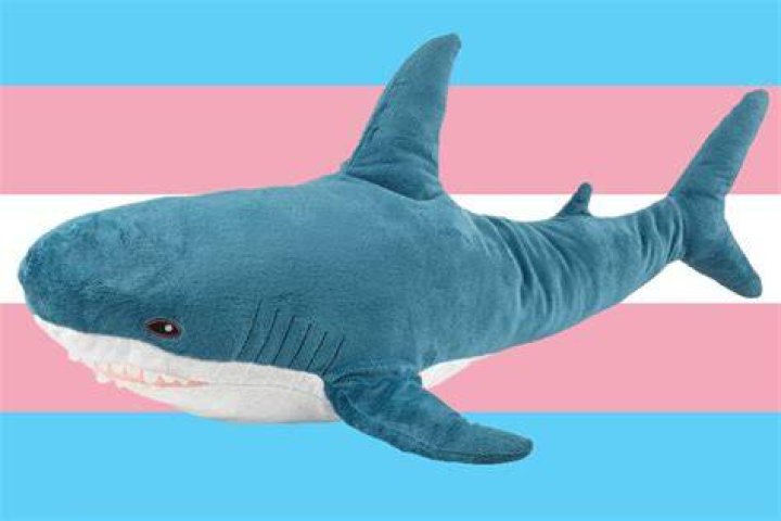 Everything You Need to Know About Blahaj Shark: The Ultimate Plush Companion