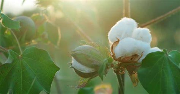 Exploring Red Land Cotton: The Benefits and Cultivation of a Unique Fiber