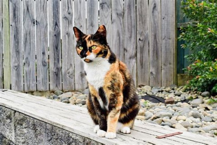 Exploring the Enigmatic Beauty of Black Calico Cats