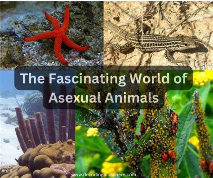 Exploring the Fascinating World of 49 .come: A Comprehensive Guide