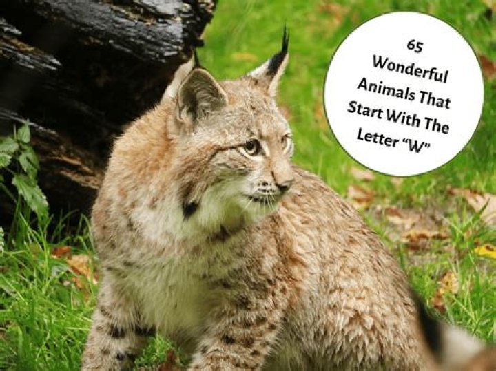 Exploring the Fascinating World of Animals That Start with 