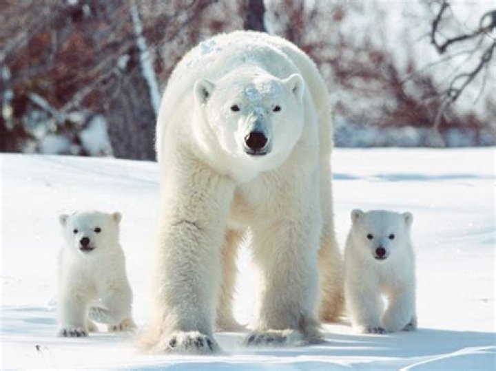 Exploring the Fascinating World of Baby Polar Bears