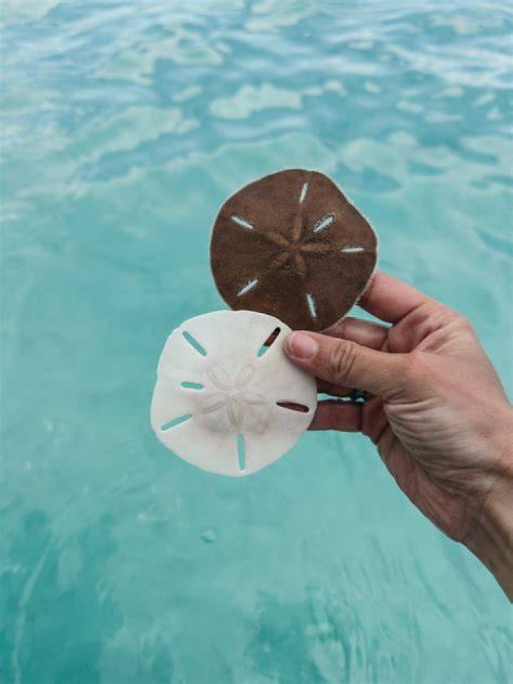 Exploring the Fascinating World of Live Sand Dollars