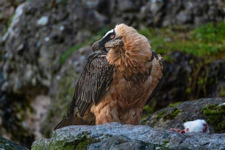 Exploring the Fascinating World of the Bearded Vulture