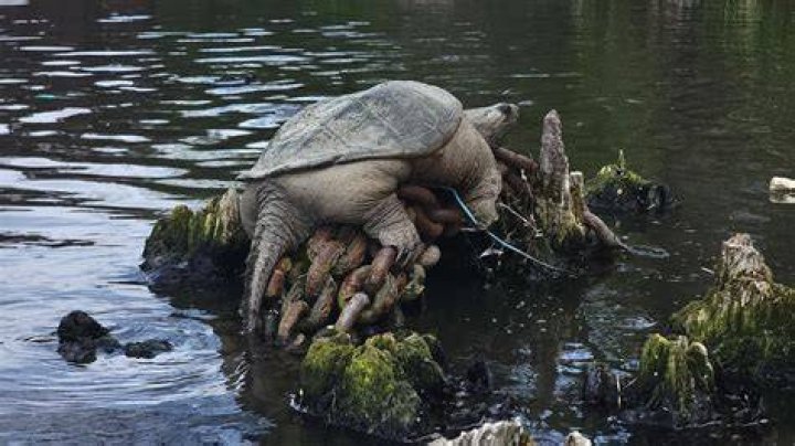 Exploring the Fascinating World of the Common Snapping Turtle