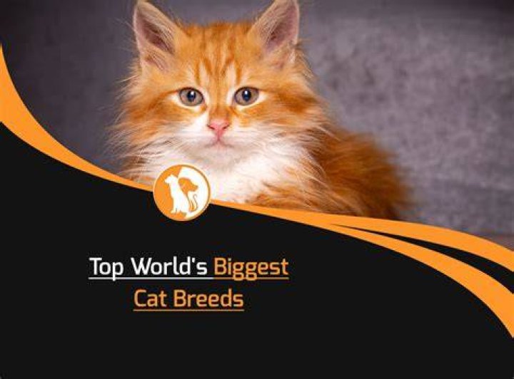 Exploring the Majestic World of Big Cat Breeds