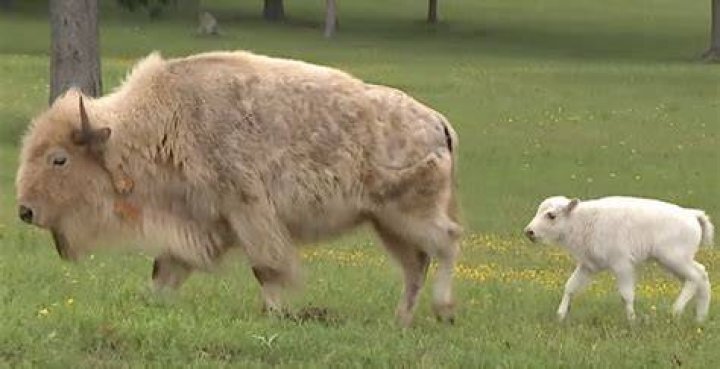 Exploring the Mystique of the White Bison Calf in Yellowstone