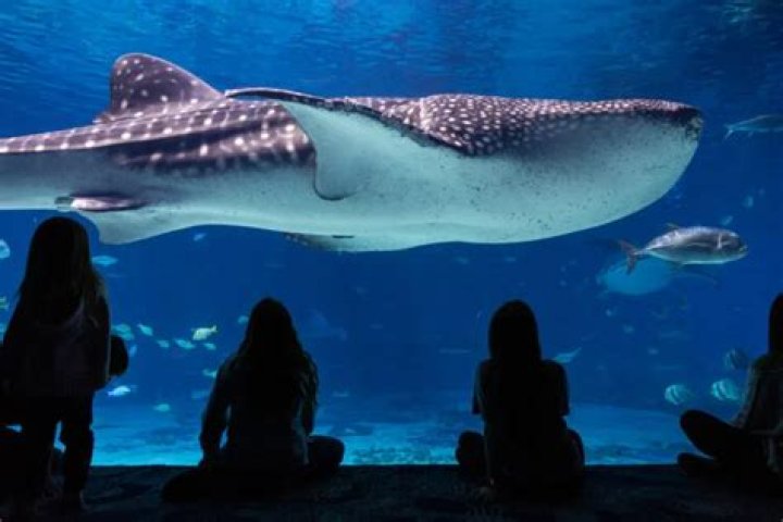 Exploring the Wonders of Georgia Aquarium Solo