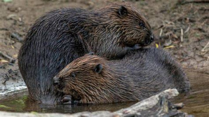 Exploring the World of Baby Beavers: Nature's Ingenious Architects