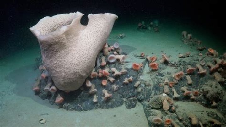 Exploring the World of Fat Fish: A Fascinating Journey Beneath the Waves