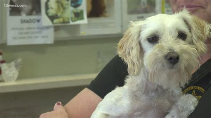 Finding Your Furry Friend: The Best Pet Shelter in Riverside, CA