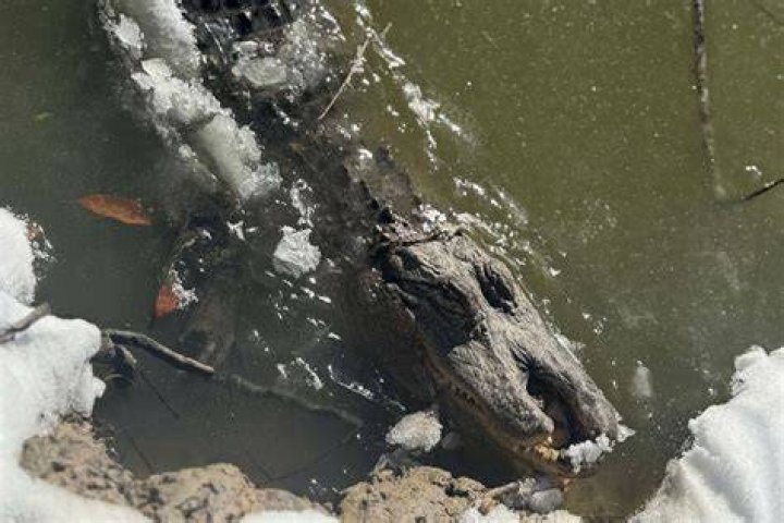 Frozen Alligators in North Carolina: An Unusual Phenomenon